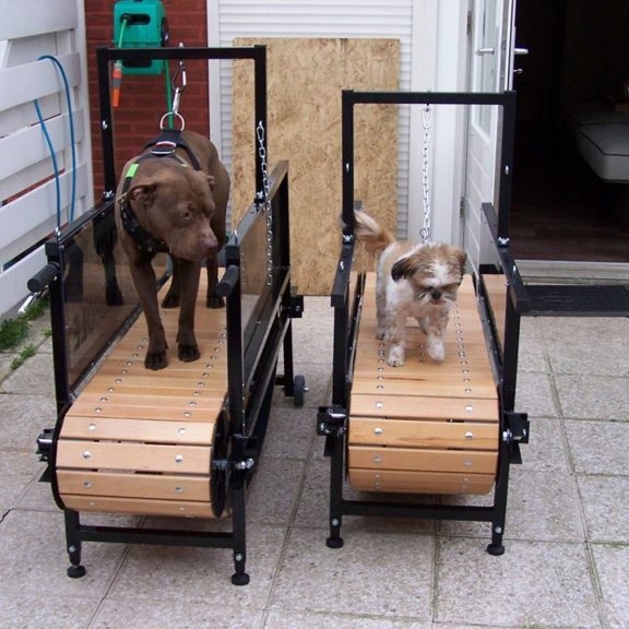 Bieżnia dla psa, dog treadmill, dog mill, NOWA 13209993618