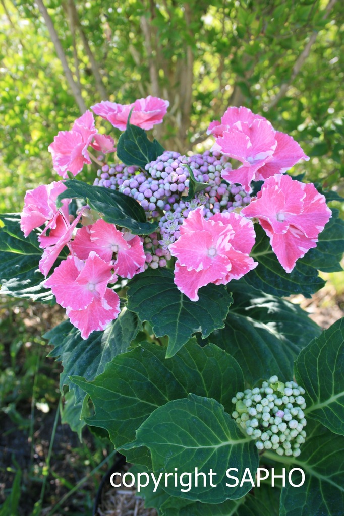 Hortensja ogrodowa SO LONG Starlit Sky