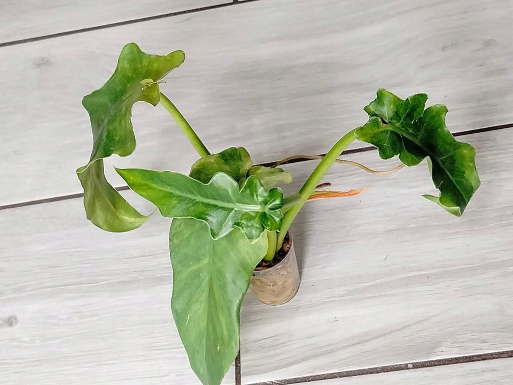 Philodendron Bob Cee Variegata