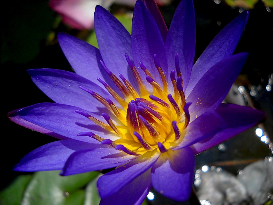 LILIA WODNA nymphaea TINA niebieska fioletowa