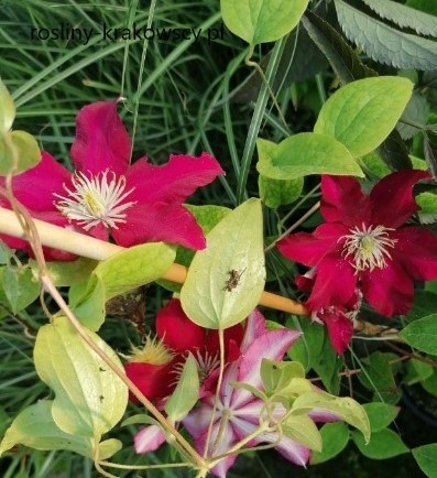 Clematis - Boulevard- Daiyu POWOJNIK