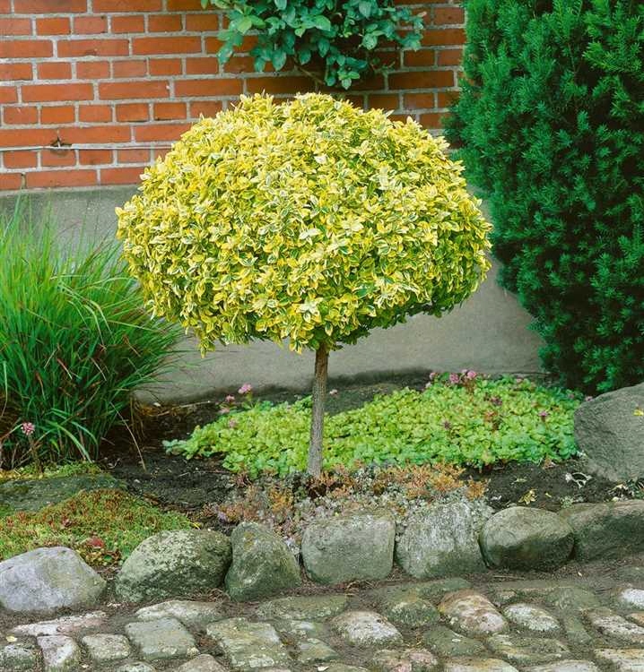 Trzmielina GOLD na pniu 100-120 cm ZIMOZIELONA