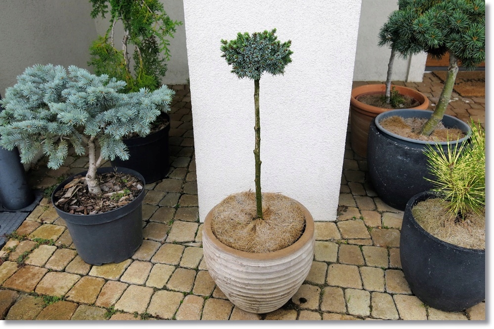 Picea omorika 'Beskid' - Piękny !!!