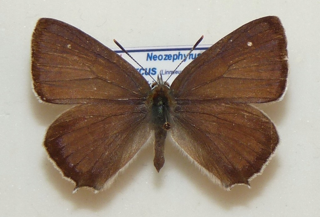 Moty Favonius quercus 33mm samiec