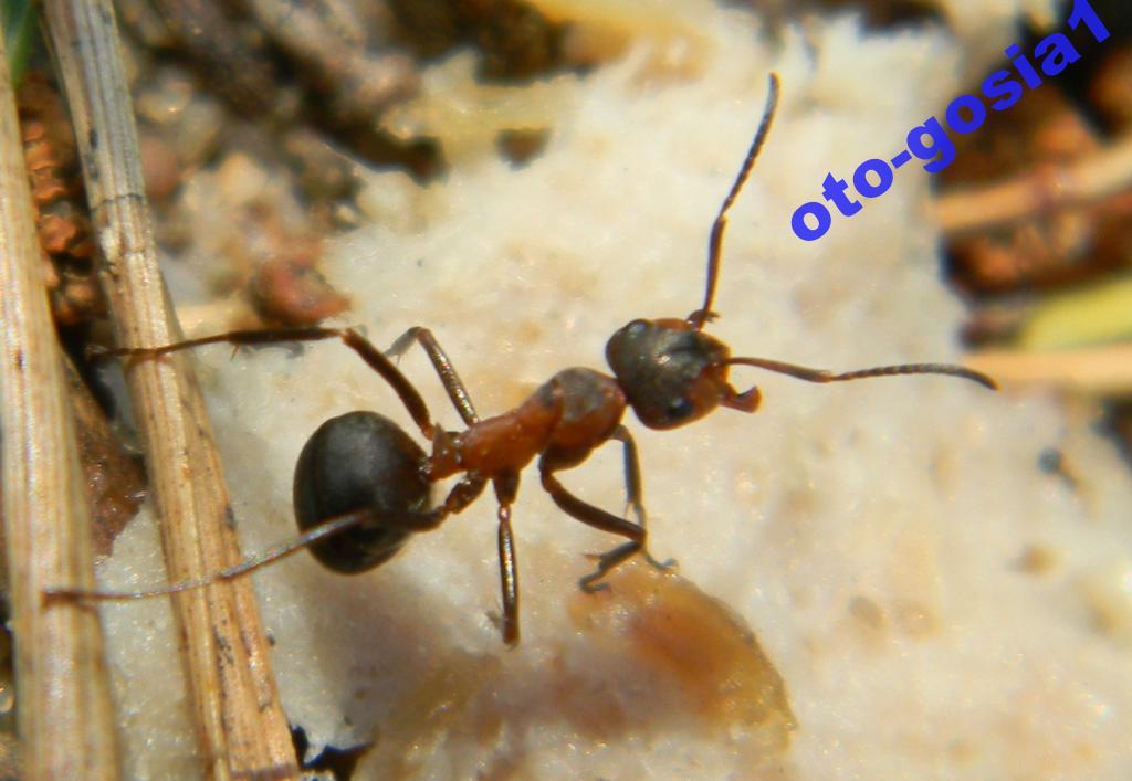 mrówka-pomóż Gosi poznać świat :)
