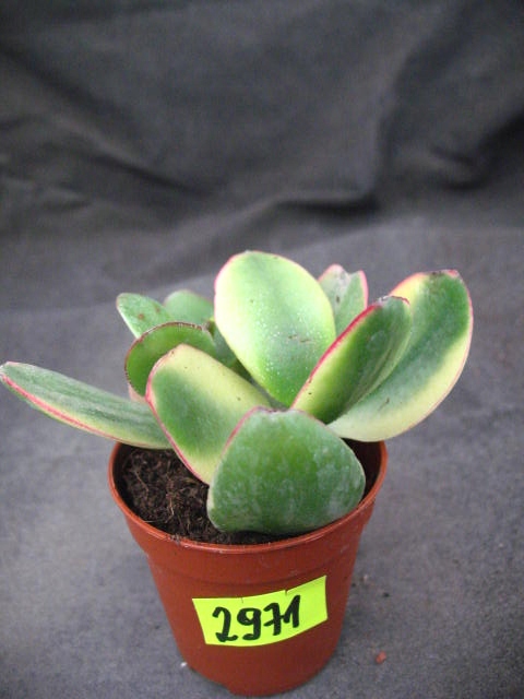 Crassula obliqua tricolor 2971 don5,5cm PG1019P