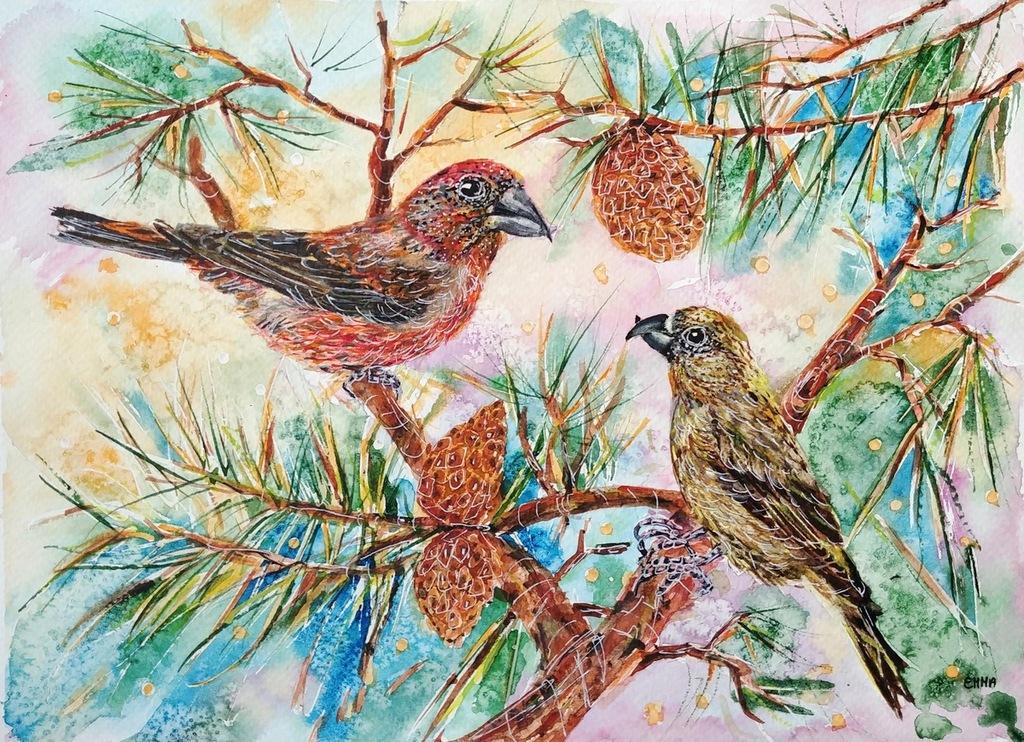 KRZYŻODZIÓB SOSNOWY ptak ptaki ptaszek 24x32 cm :)