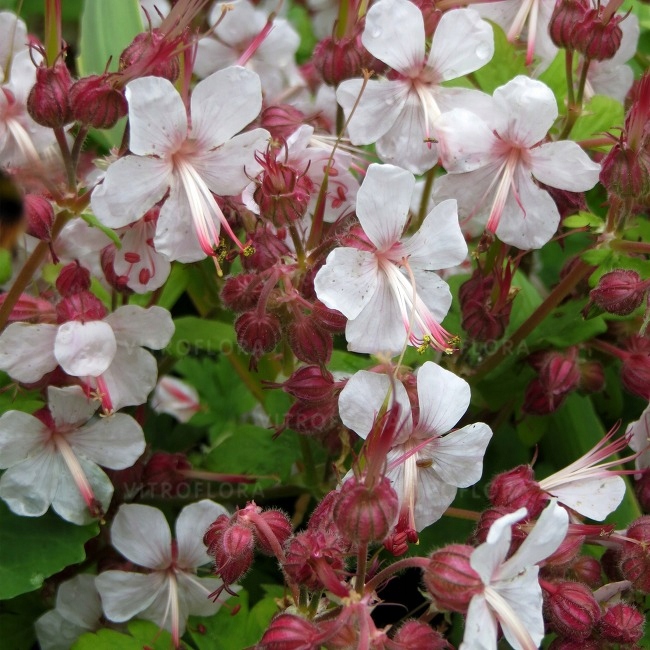 Bodziszek korzeniasty Spessart prawie Białe kwiaty Geranium macrorrhizum