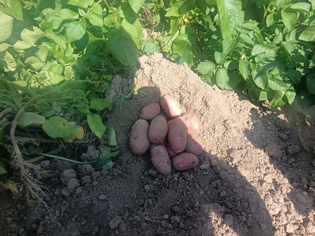 Młode Ziemniaki Prosto od Rolnika 10 KG