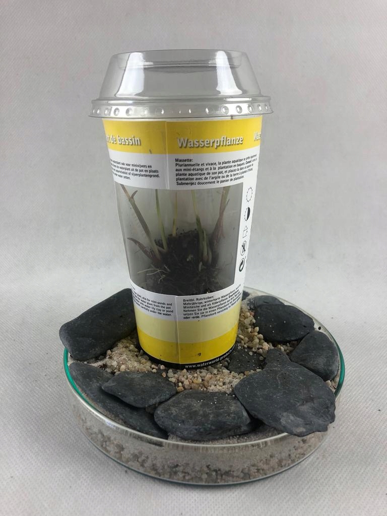 Typha latifolia - pałka szerokolistna