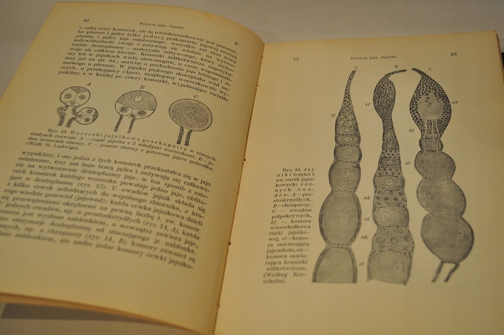 Купить 1912 ЭМБРИОЛОГИЯ 1-2 РАЗВИТИЕ ЖИВОТНОГО МИРА 986: отзывы, фото, характеристики в интерне-магазине Aredi.ru