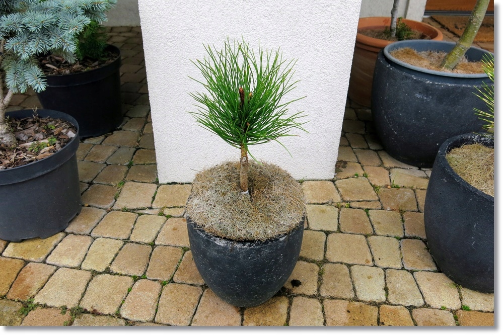 Pinus tabuliformis Shenyang - Unikat !!!