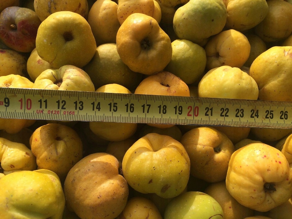 Купить Айва СВЕЖИЕ плоды АЙВЫ витаминная энергетическая настойка ...