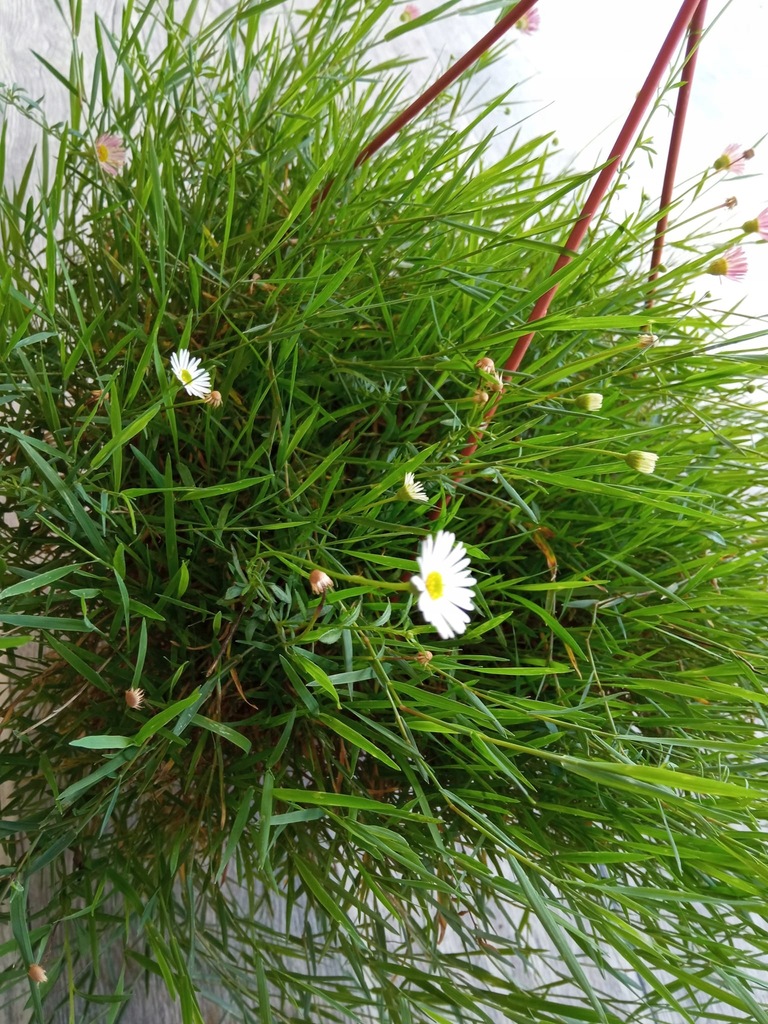 Mietlica rozłogowa Agrostis bambus przewisajacy!