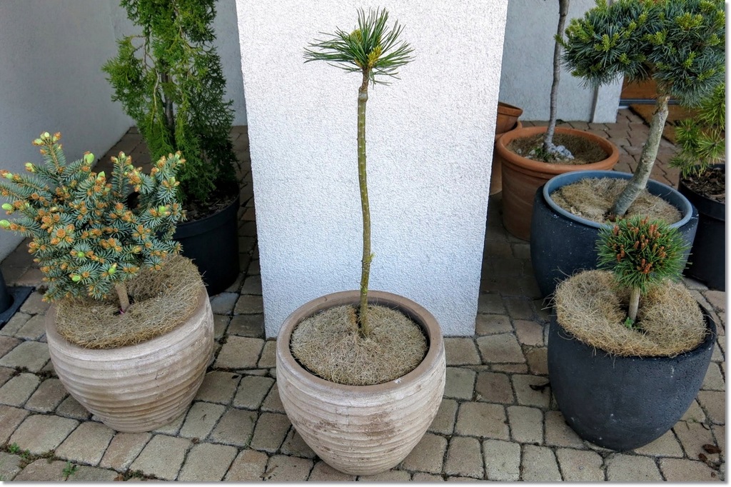 Pinus koraiensis K.G Broom - Unikat !!!