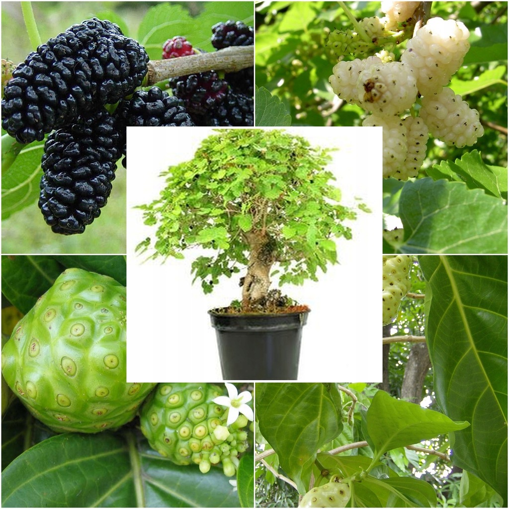 NASIONA MORWA mieszanka gatunków lecznicza