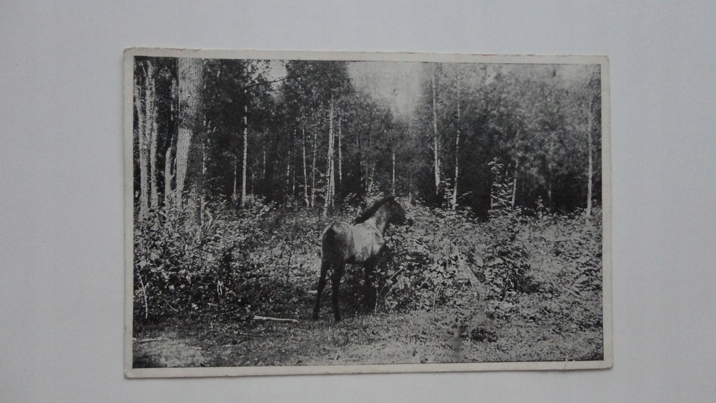 BIALOWIEZA PARK NARODOWY KON TARPAN LESNY 52245