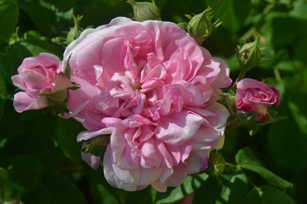 Róża Ispahan róża damasceńska