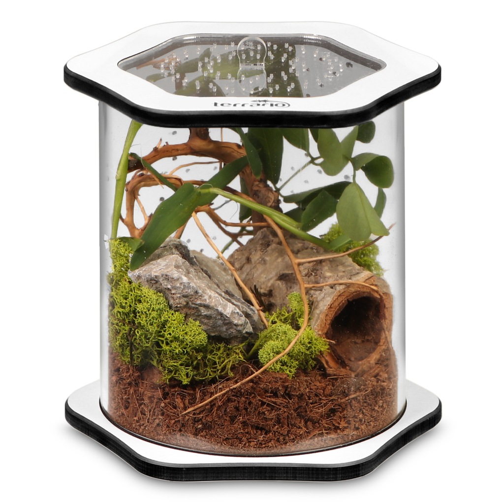 NOWOSĆ! AKRYLOWE TERRARIUM DLA PAJĄKA WALEC 12273321988 oficjalne