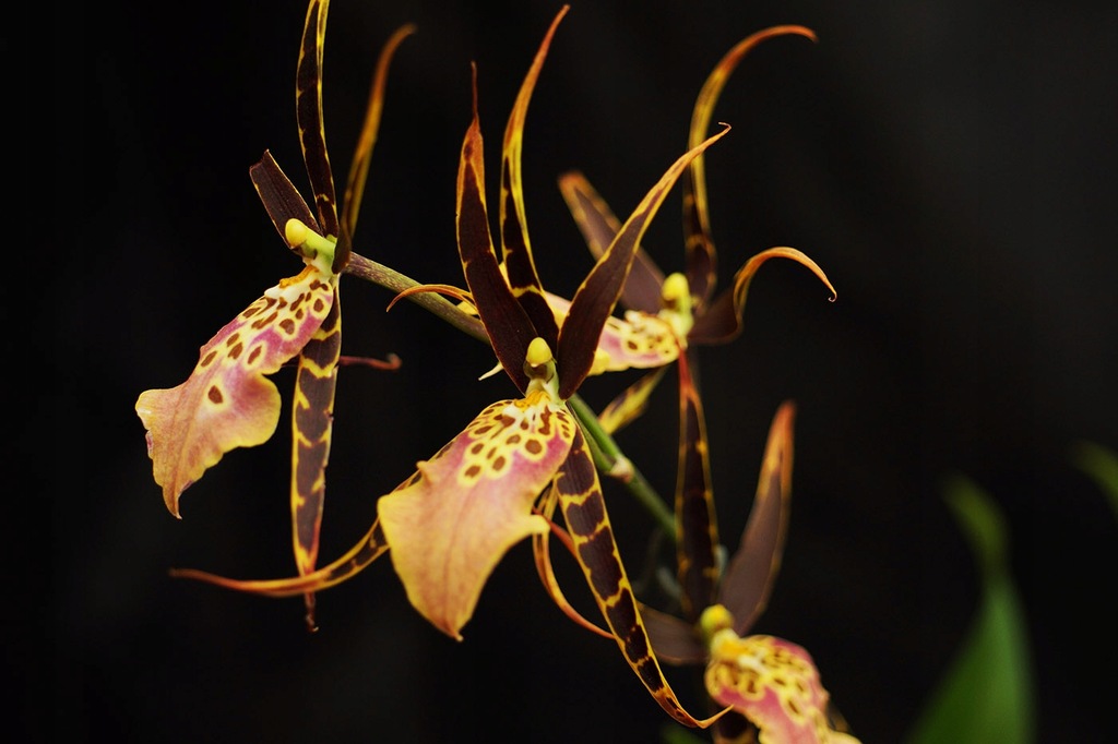 Storczyk ORCHIDEA BRASSIA SP. 2