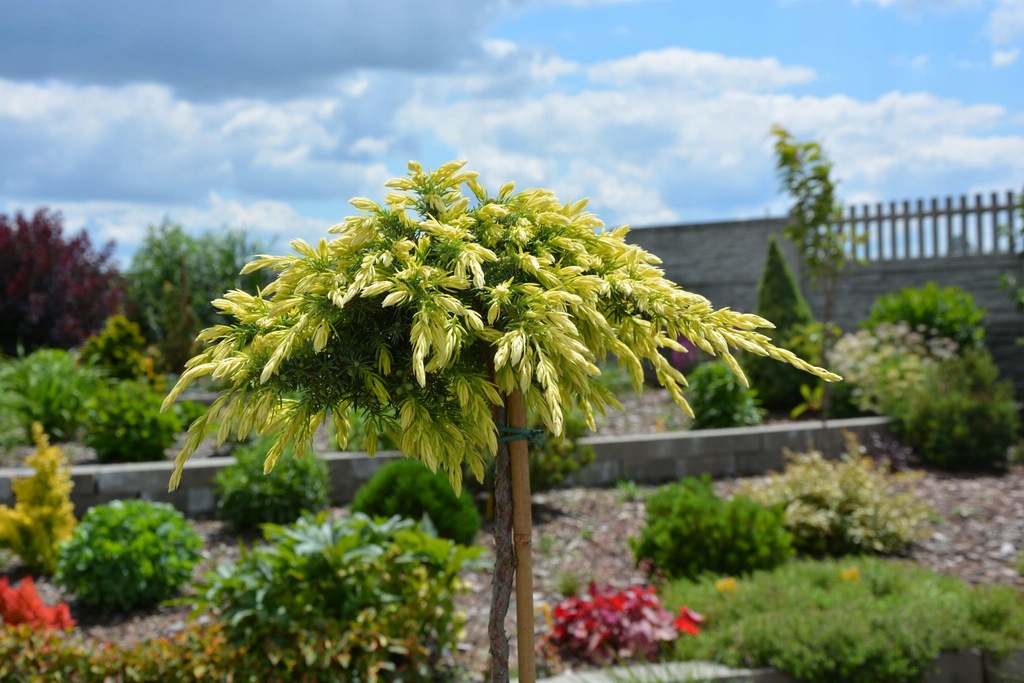 Jałowiec SUNFLOWER szczepiony na pniu PA płożący