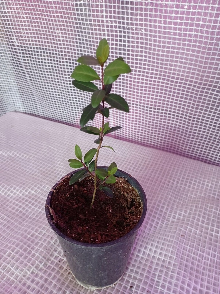 Ilex vomitoria, YAUPON, kuzyn Yerba Mate SADZONKA