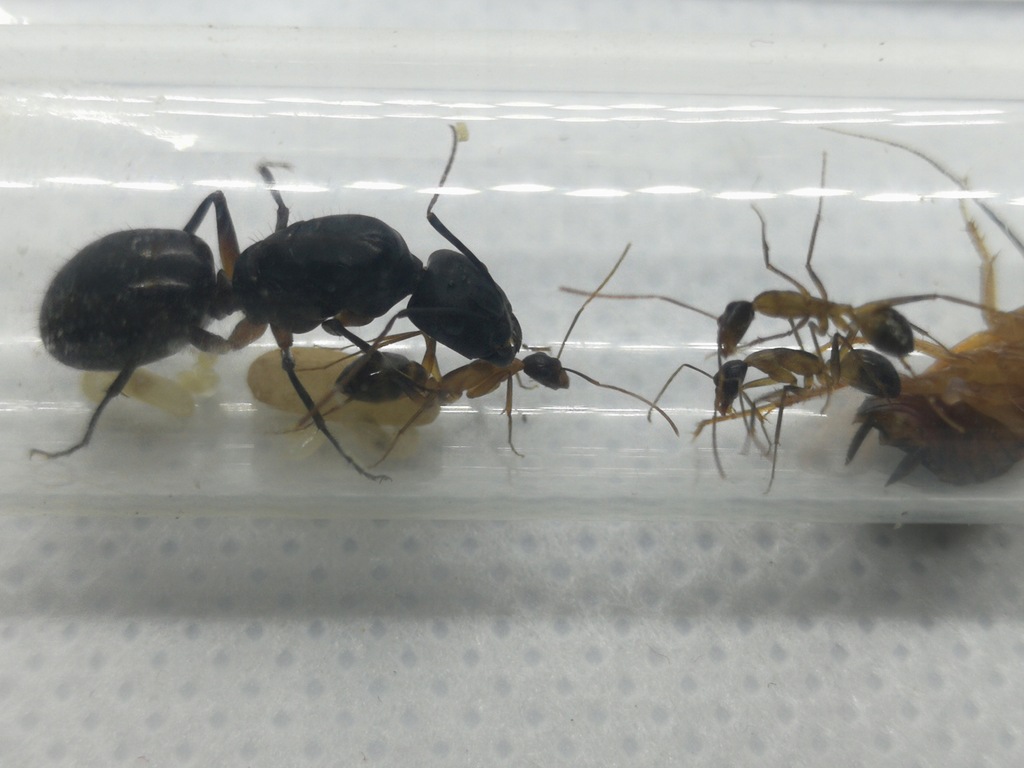 Camponotus Kugleri Q Mrówki do Formikarium