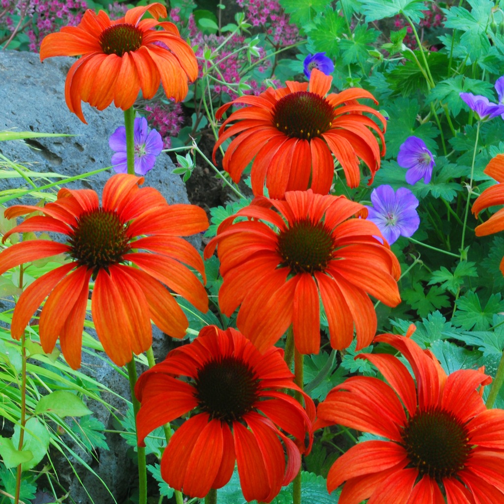 JEŻÓWKA TANGERINE DREAM Mandarynkowy sen ECHINACEA