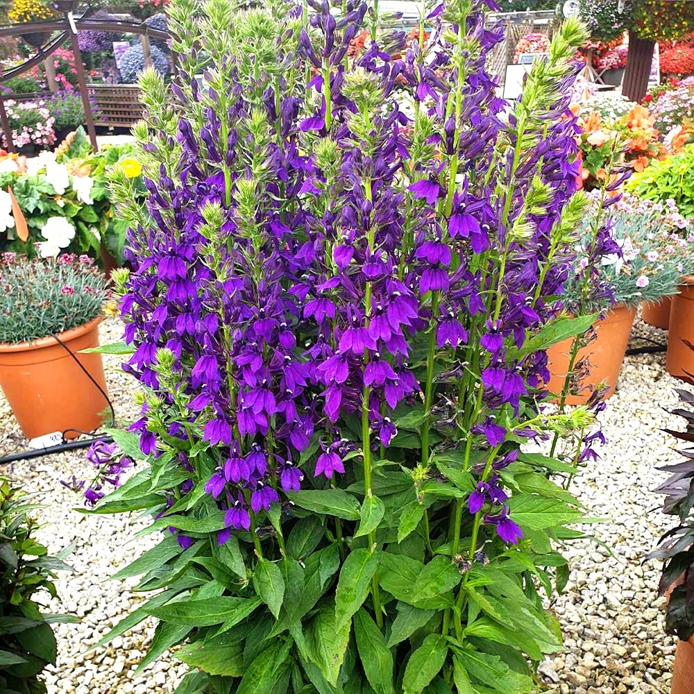 LOBELIA OKAZAŁA 'STARSHIP BLUE' fioletowo-niebieska długo kwitnie P9