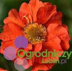 Kuklik 'Grande Rosso' (Geum Hybridum)