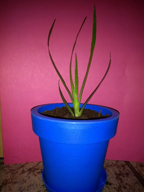 Smocze Drzewo Dracena Smocza SADZONKA w doniczce 7858800953