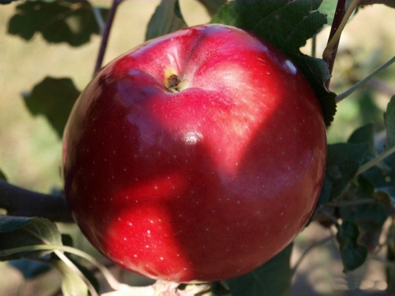 Jabłoń karłowata Oliwka Czerwona- gat. I