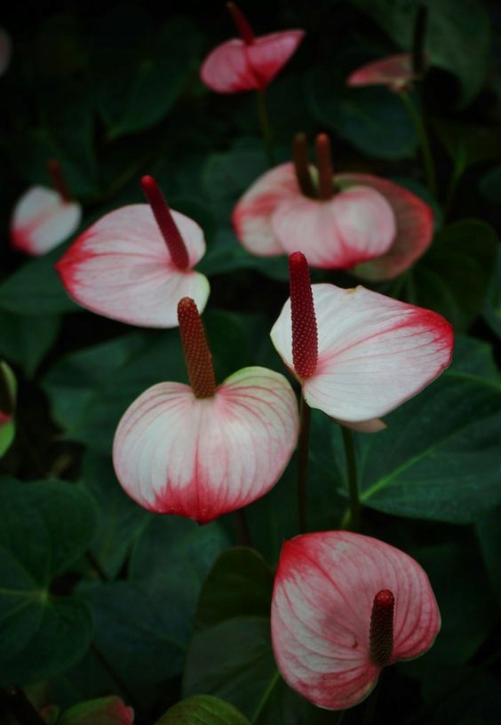 ANTURIUM Anthurium Andreanum Sweet Dream RÓŻOWE - 12394446133 ...
