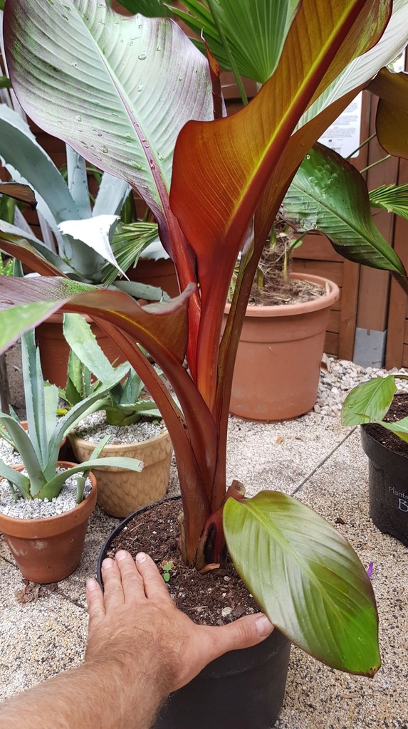 GreenboutiQ Bananenpflanze Ensete Ventricosum Maurelli - 4 Pflanzen Winterhart