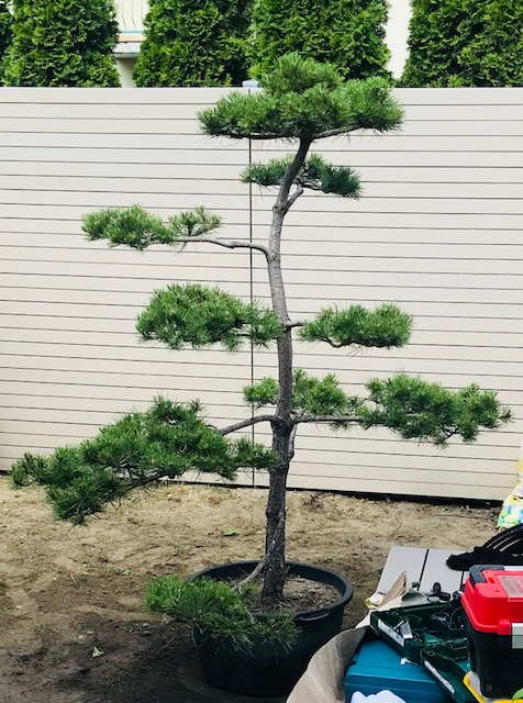 Drzewo formowane Bonsai 18lat, 180cm, Sosna czarna