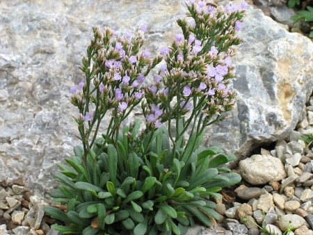 Zatrwian Limonium gougetianum