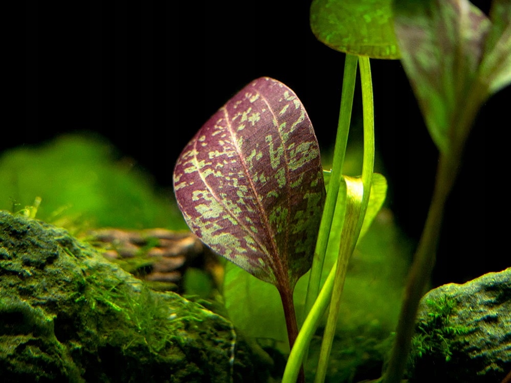 Echinodorus Red Rock (jak Red Flame) XXL