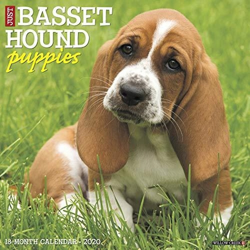 Just Basset Hound Puppies 2020 Wall Calendar (Dog