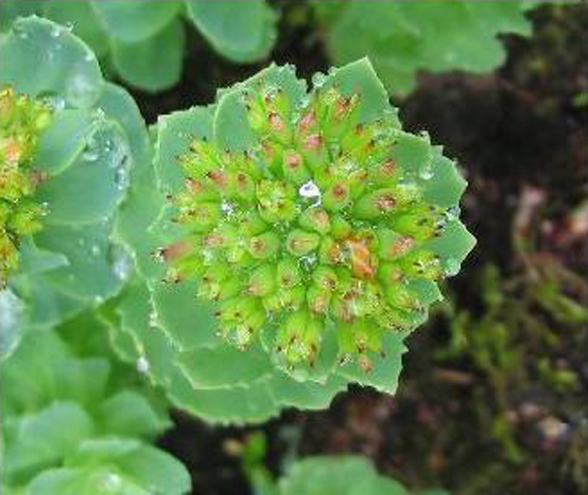 Rhodiola rosea (родиола) семена. Розовая радиола семена. Всходы родиолы розовой из семян.