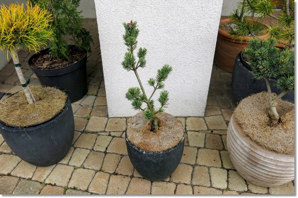 Pinus Parviflora 'AzumaGoyo' !!! !!! !!! !!! 13568934348