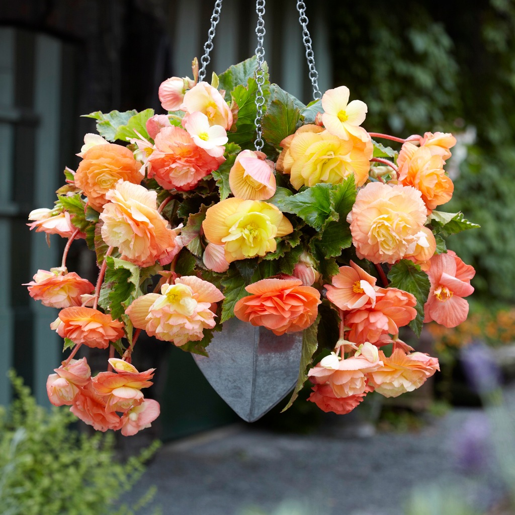 Begonia Zwisająca Ballerina 1 szt. Begonie Bulwy