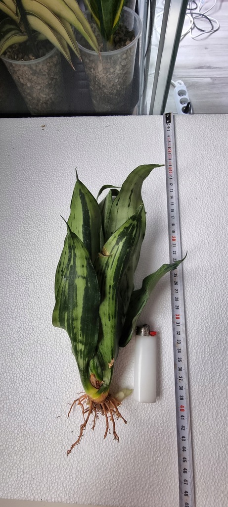 Sansewieria Sansevieria Moonshine Brazilian wielka sadzonka 4w1