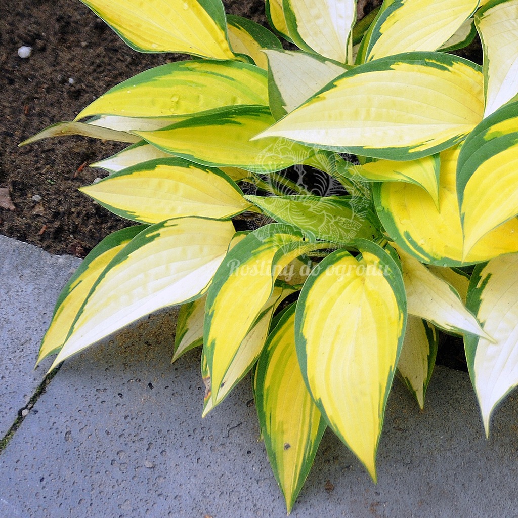 FUNKIA HOSTA ORANGE MARMALADE złocista donica XL 10749638619
