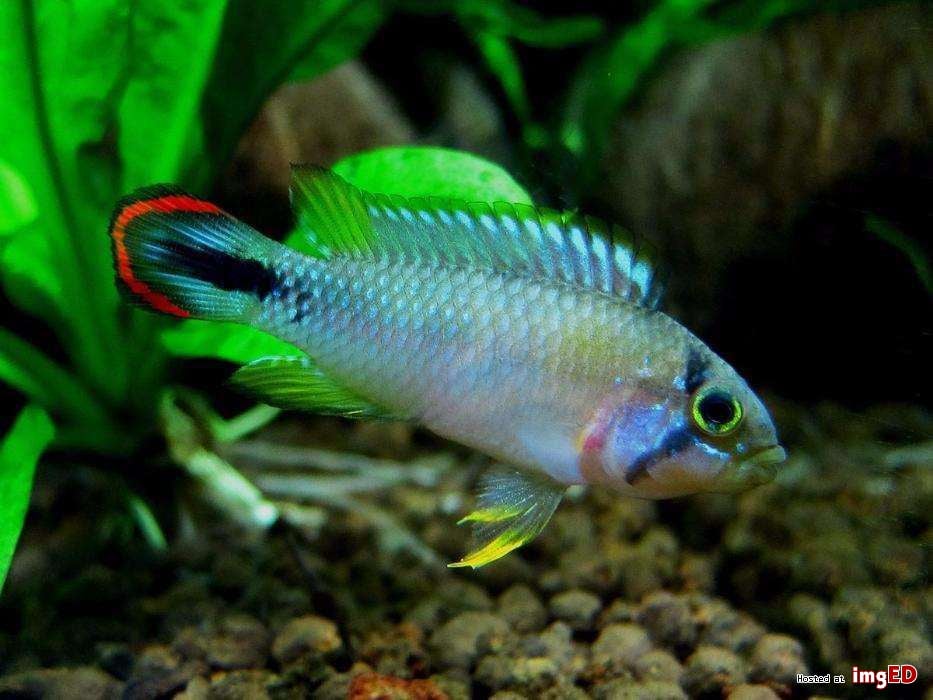 PANDURINI APISTOGRAMMA PANDURO PIELĘGNICZKA EKH