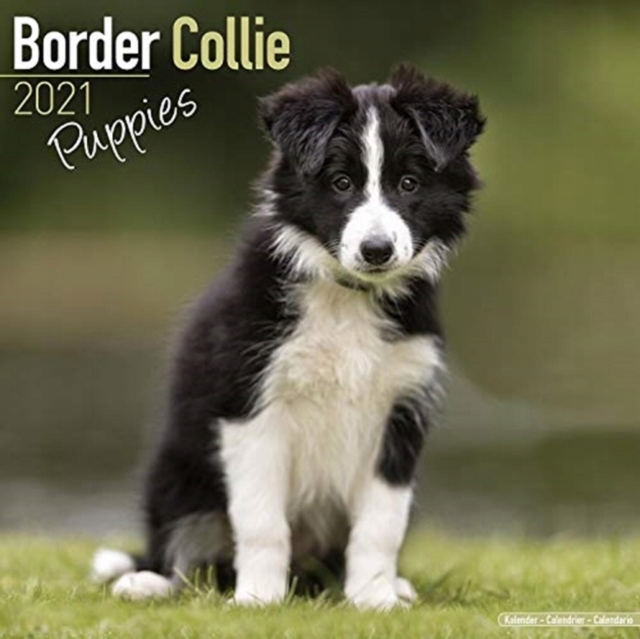 Border Collie Puppies 2021 Wall Calendar