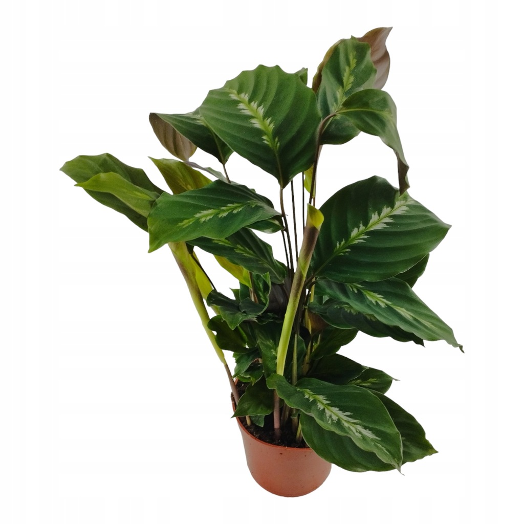 Calathea Louisae Kalatea 12Ø 40cm