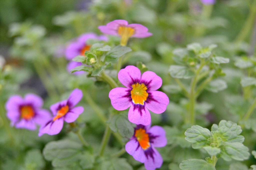 Jamesbrittenia breviflora. джеймсбриттения. джеймсбриттения цветок. джеймсбриттения цветок заказать. джеймсбриттения цветок.