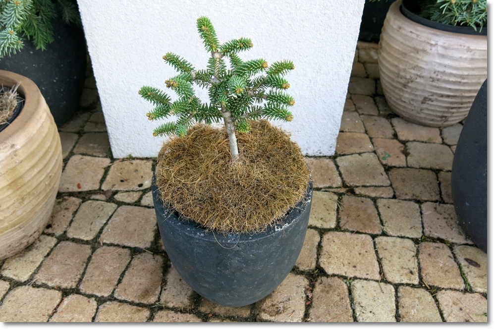 Abies pinsapo Ronda Mt - Perełka !!!