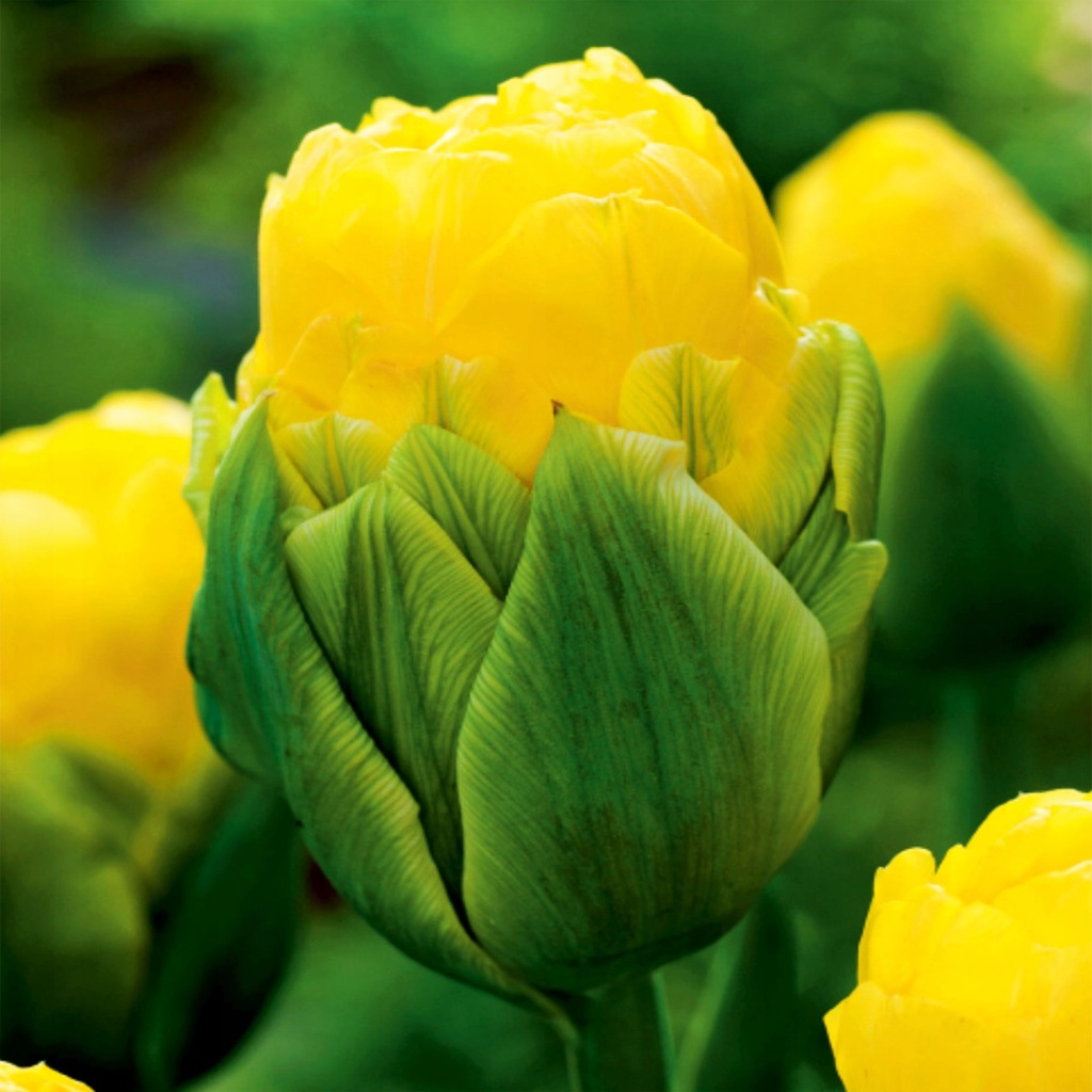 Дабл трабл тюльпан фото Купить ICE TULIP DOUBLE BEAUTY OF APELDOORN 5 шт *Б: отзывы, фото и характеристи