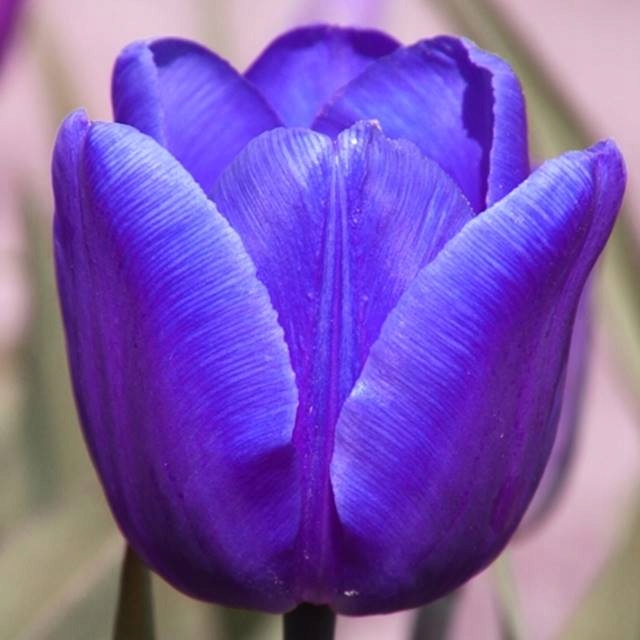 Блю триумф фиалка химера. Синем триумф. Синем триумф. Triumph moto light blue. Blue blazes фиалка.